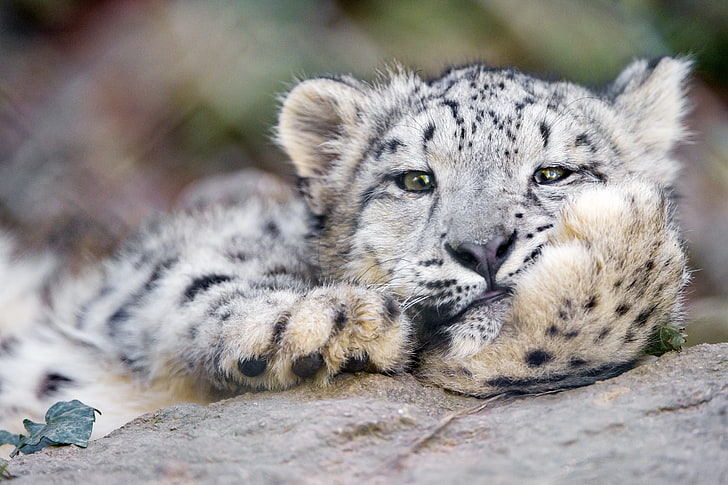 filhote de leopardo da neve, leopardo da neve, gato grande, leopardo, HD papel de parede