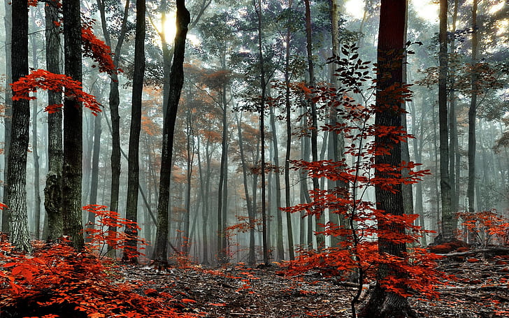 森、木、秋、霧、朝、森、木、秋、霧、朝、 HDデスクトップの壁紙
