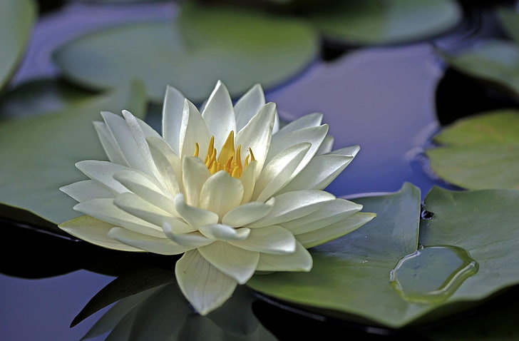 vit lotus, näckros, vatten, löv, yta, HD tapet
