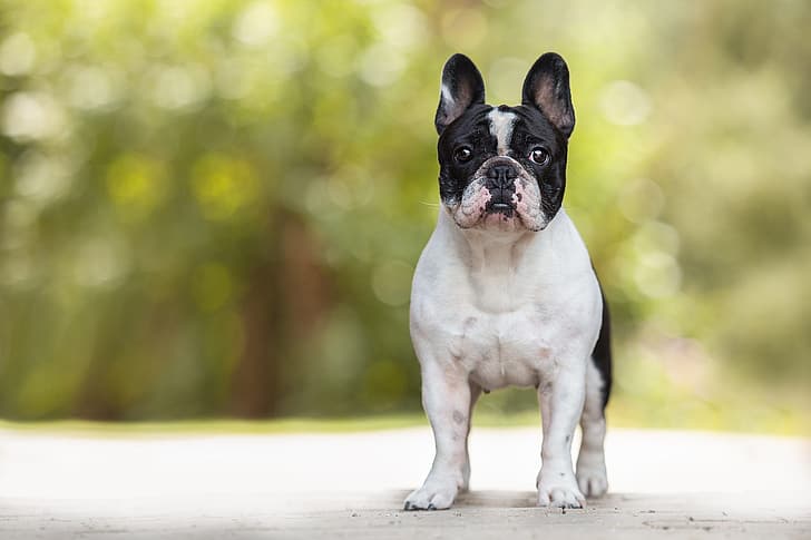 look, pose, background, black and white, dog, is, bokeh, French bulldog, HD wallpaper