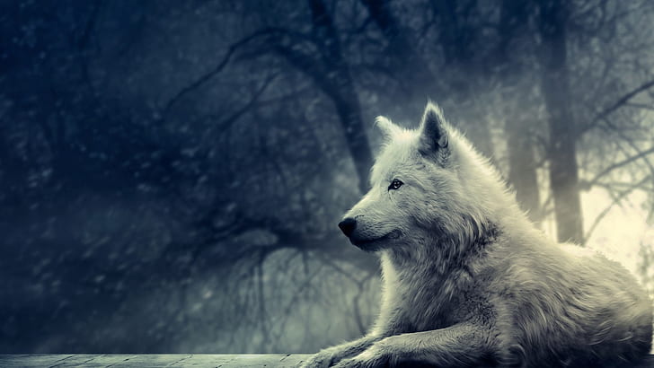 winter schnee tiere hunde säugetiere weißer wolf wölfe 1920x1080 Abstrakte Fotografie HD Art, Winter, Schnee, HD-Hintergrundbild
