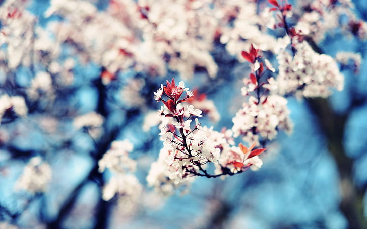 Cherry Blossom Bokeh Tree HD, alam, pohon, bokeh, mekar, ceri, Wallpaper HD