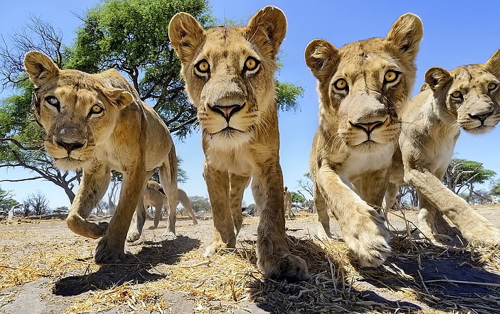 fyra bruna ungar, lejon, träd, stora katter, Afrika, djurliv, djur, natur, HD tapet