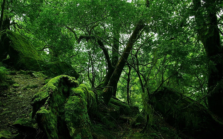 зелена гора, джунгла, дърво, зелено, мъх, лиани, гъсталаци, HD тапет
