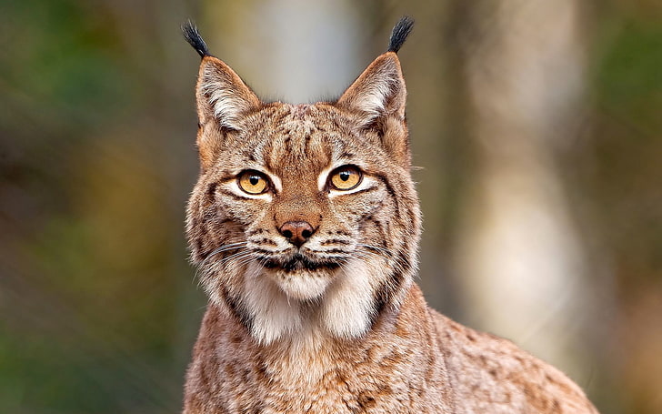brown lynx, lynx, predator, big cat, face, HD wallpaper