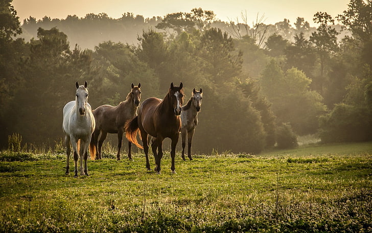 кафяви и бели коне, коне, трева, стадо, разходка, дървета, мъгла, HD тапет