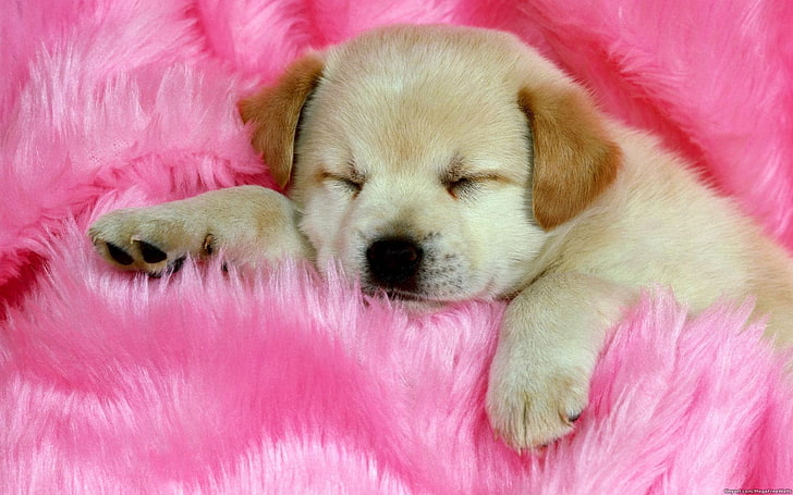 Animal, Cute, Dog, Labrador, Puppy, Sleeping, HD wallpaper | Wallpaperbetter