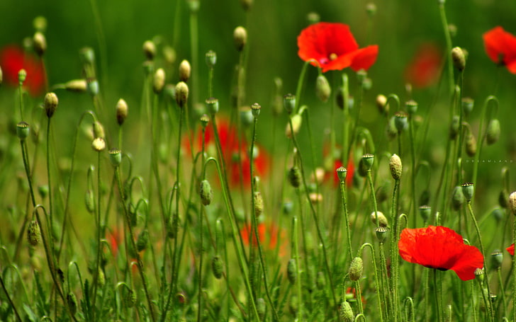 червени петилирани цветя и пъпки, поле, Маки, страната на мечтите, HD тапет