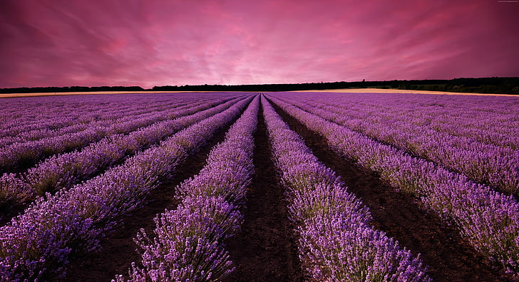 Eropa, 5K, langit, lavender, Prancis, gunung, lapangan, Provence, Wallpaper HD