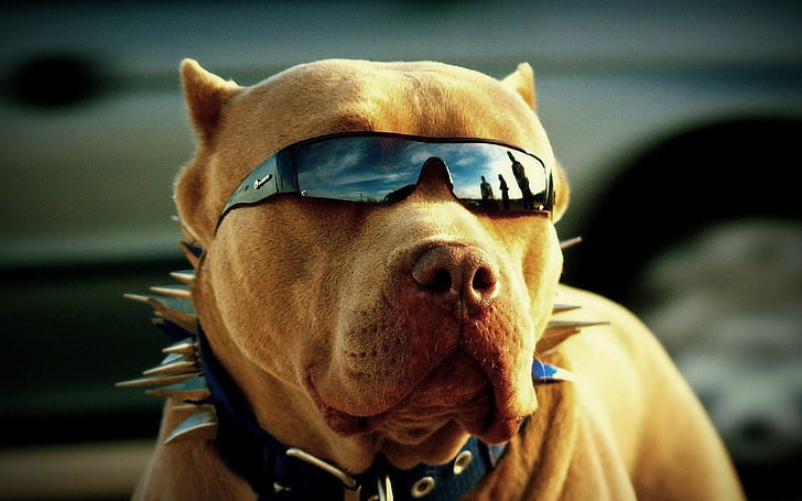 pitbull, anjing, binatang, kacamata, Wallpaper HD