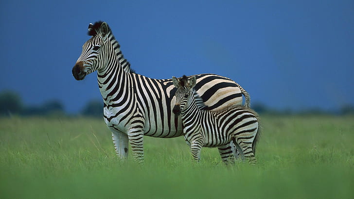 Savanne, Afrika, Zebrafohlen, Zebra mit Fohlen, Himmel, Savanne, Afrika, Zebrafohlen, HD-Hintergrundbild