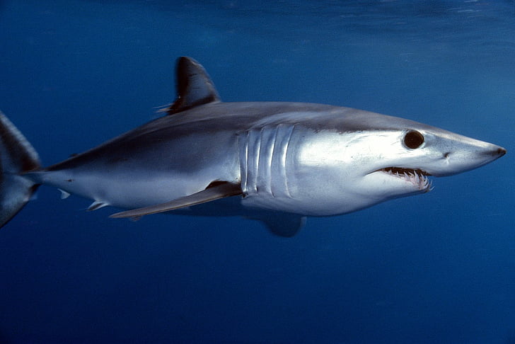 Köpekbalıkları, Mako Köpekbalığı, HD masaüstü duvar kağıdı