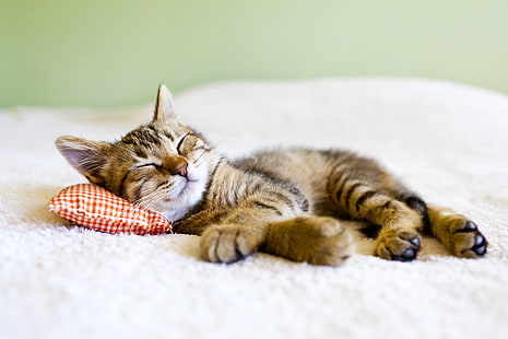 5k, kedi, uyku, sevimli hayvanlar, HD masaüstü duvar kağıdı HD wallpaper