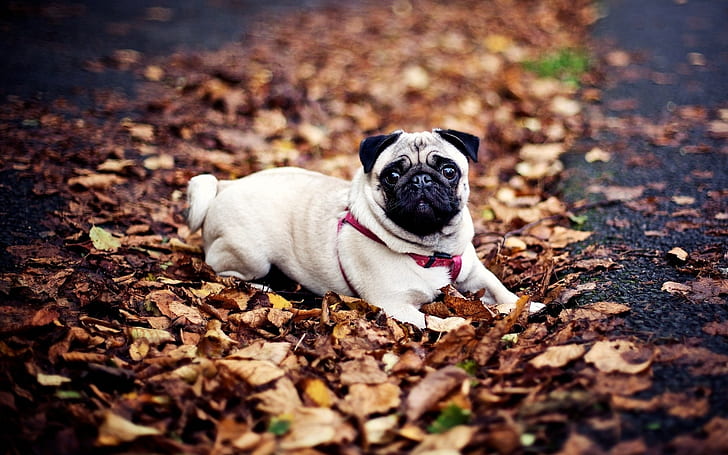 Pug köpek oturma sonbahar yaprakları, hayvanlar, köpek, yaprakları, sonbahar, HD masaüstü duvar kağıdı