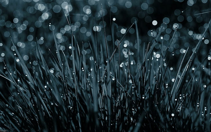 Blades Of Grass After Rain, grass, photography, rain, digital, nature and landscapes, HD wallpaper