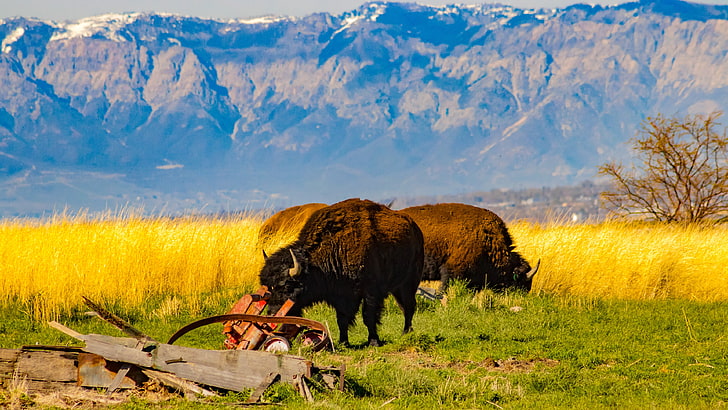 Antelope Island, bison, buffalo, HD wallpaper