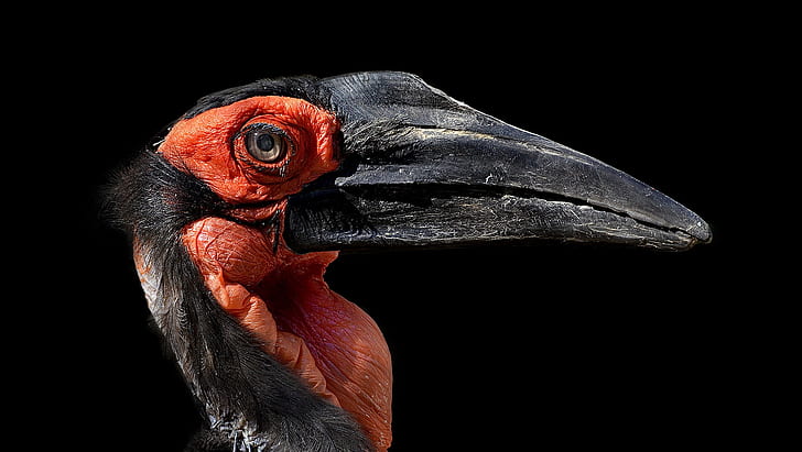 bird, Bucorvus leadbeateri, Southern ground hornbill, Kaffir horned Raven, HD wallpaper