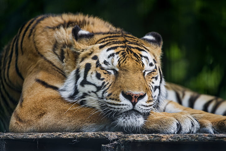 коричневый тигр, кот, спит, спит, амурский тигр, © Tambako The Jaguar, HD обои