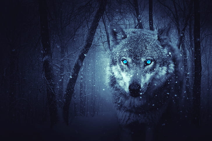 wilder wolf 4k pc, HD-Hintergrundbild