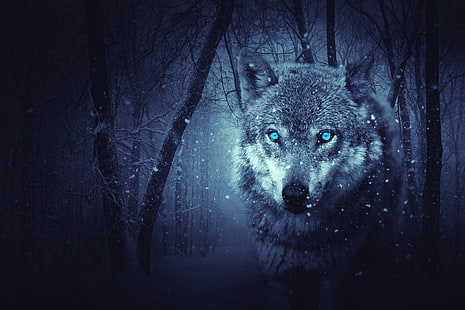 wilder wolf 4k pc, HD-Hintergrundbild HD wallpaper
