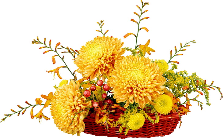 yellow petal flowers, chrysanthemums, flowers, song, shopping, HD wallpaper
