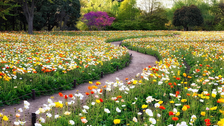 поле с маково цвете, градина, макове, цветя, дървета, пътека, HD тапет