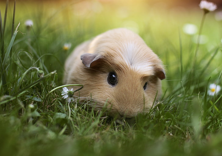 brown guinea pig, grass, animal, Guinea pig, HD wallpaper