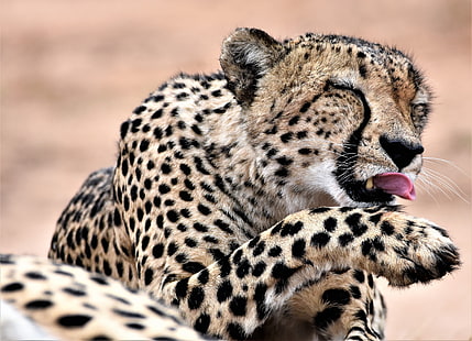 kucing besar, mamalia, binatang, cheetah, Wallpaper HD HD wallpaper