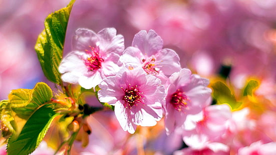 primavera, despertar, ramo, galho, bloomy, florescendo, HD papel de parede HD wallpaper