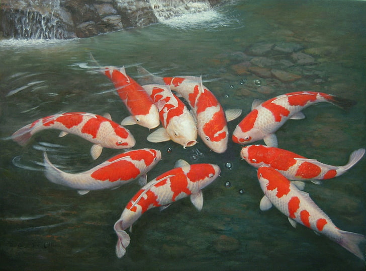 Fishes, Koi, HD wallpaper