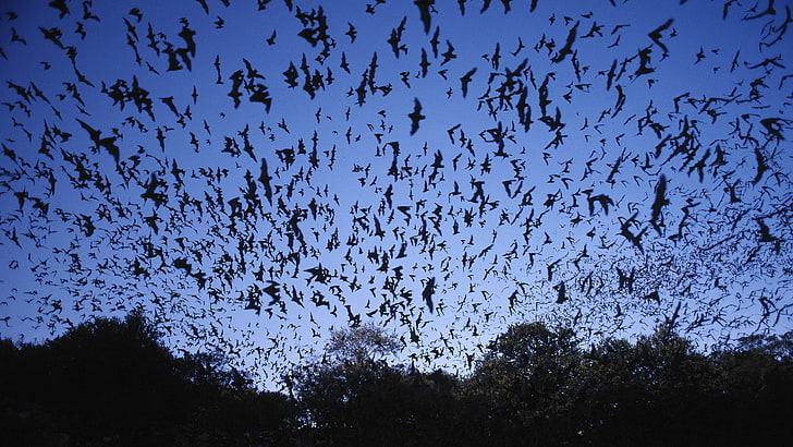 الخفافيش ، الكهوف ، دوم ، المكسيكي ، تكساس، خلفية HD
