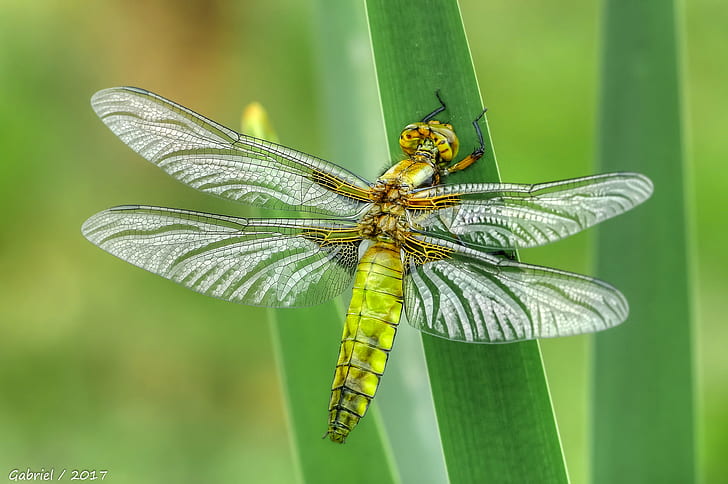closeup photography of Wondering Glider on leaf during daytime, closeup photography, Glider, leaf, daytime, dragon-fly, caballito, del, diablo, Devil, horse, Sony DSC, DSC-RX10, III, Sony RX10, M3, nature, animals, macro, dragonfly, insect, animal, close-up, wildlife, animal Wing, summer, HD wallpaper