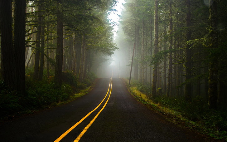 road, dark, forest, HD wallpaper