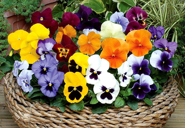assorted-color pansy flower arrangement, pansies, flowers, bright, basket, HD wallpaper