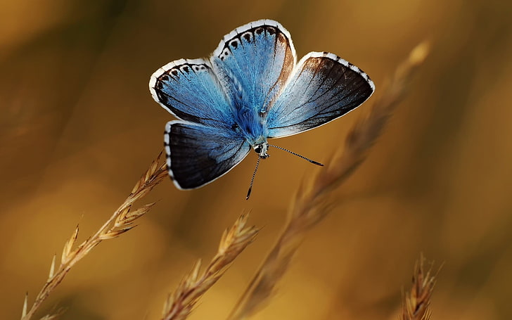 голубая бабочка, природа, бабочка, синий, макро, HD обои