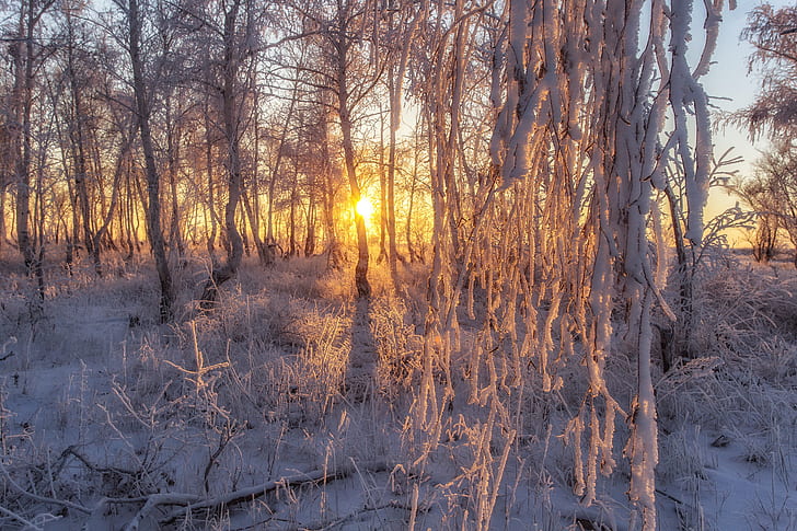слънчева светлина, дървета, зима, сняг, природа, HD тапет