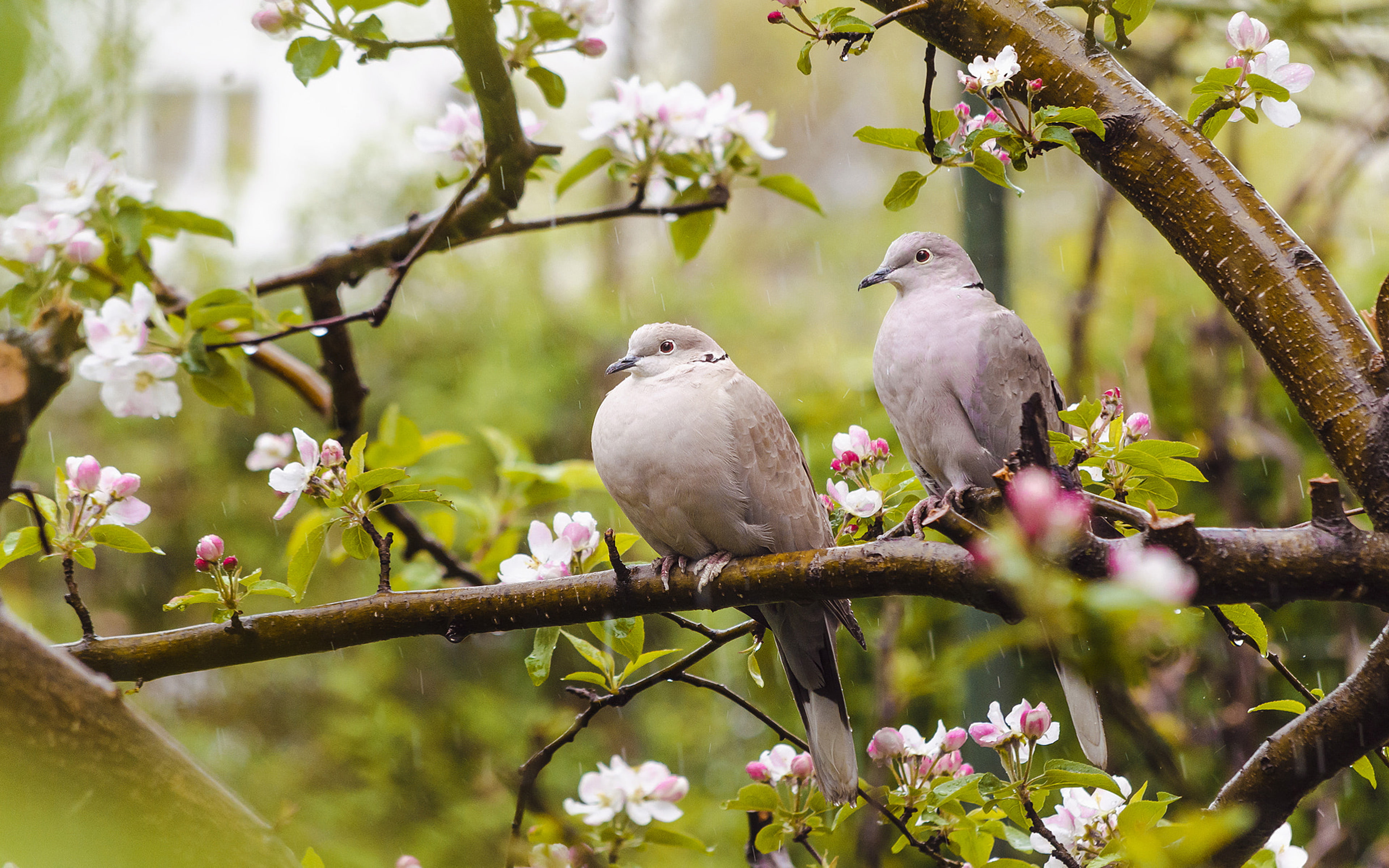 bird eurasian collared dove type of dove born in warm moderate and subtropical asia spring rain flowers on apple wallpaper for desktop 3840%D1%852400 wallpaper 0070f5c9ffd6fe03082f6746abc634a8