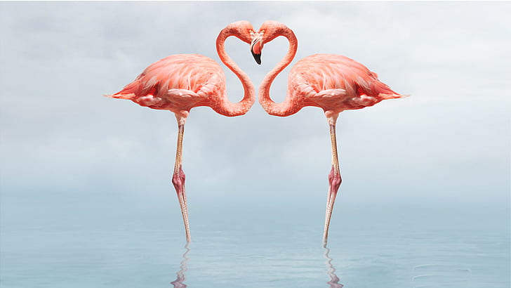 Flamingo Full Hd Wallpapers 1080p, HD wallpaper
