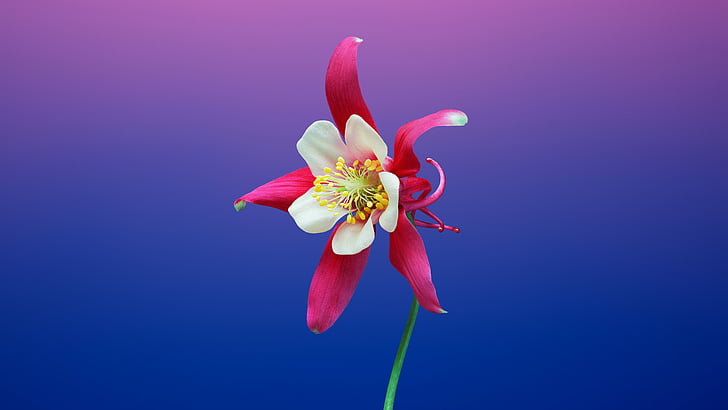 white and red flower, Aquilegia, iOS 11, iPhone X, iPhone 8, Stock, HD, HD wallpaper