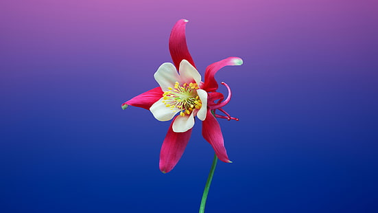 flor blanca y roja, Aquilegia, iOS 11, iPhone X, iPhone 8, Stock, HD, Fondo de pantalla HD HD wallpaper