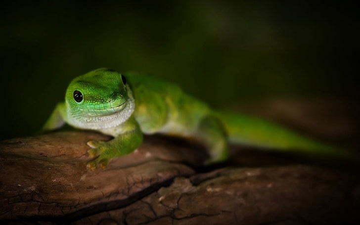 green lizard, gecko, day, madagascar, lizard, macro, tree, green, HD wallpaper