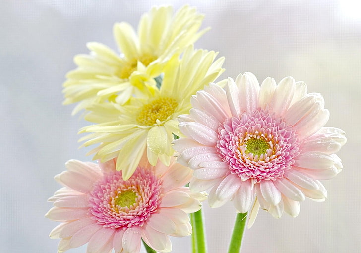 weiße und gelbe Blumen, Gerbera, Blumen, Bouquet, Tropfen, Frische, Zärtlichkeit, HD-Hintergrundbild