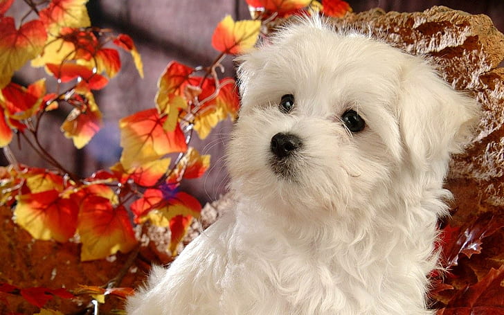 귀여운, 개, 몰타어, 강아지, 흰색, HD 배경 화면