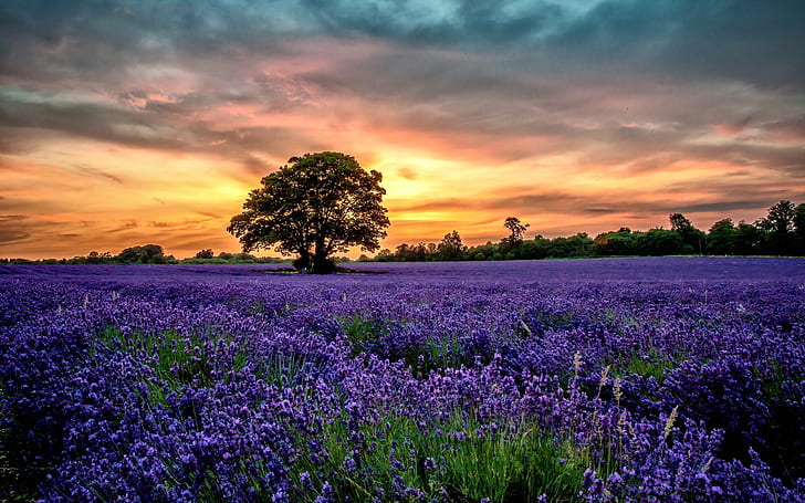 Campos de lavanda púrpura, paisaje, puesta de sol, flores, púrpura, lavanda, campos, paisajes, puesta de sol, flores, Fondo de pantalla HD