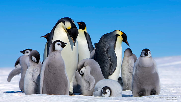 皇帝ペンギンと雛、南極、南極、 HDデスクトップの壁紙