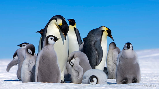 Императорски пингвини и пилета, Антарктида, Антарктида, HD тапет HD wallpaper