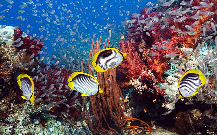 bawah air, alam, ikan, binatang, Wallpaper HD