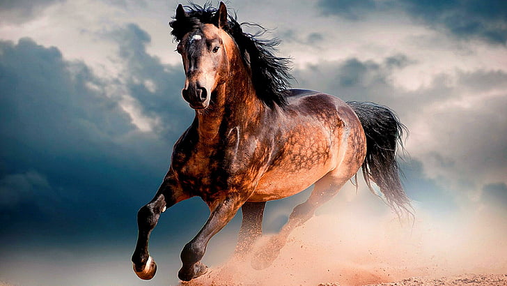 kuda, balap, lari, debu, keindahan, Wallpaper HD