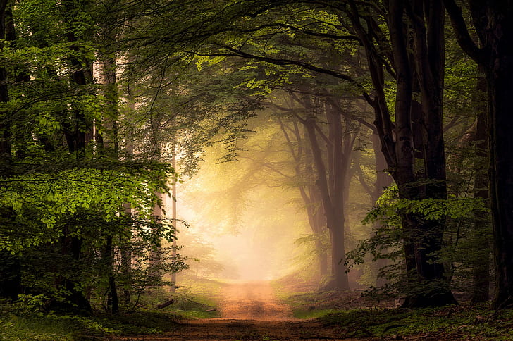 природа, пейзаж, дървета, пътека, мъгла, сам, черен път, гора, HD тапет