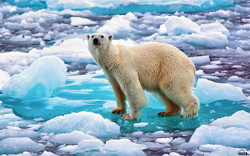 polar bear, polar bears, animals, bears, ice, nature, cyan, water, HD wallpaper HD wallpaper